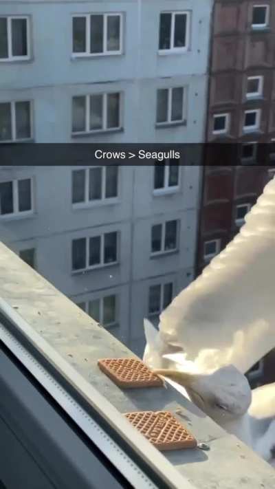 Seagulls being derps when they&rsquo;re not being jerks