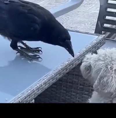 A crow, a cat and a dog walk into a bar&hellip;..
