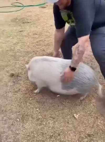 Put the pig down