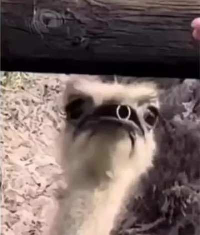The ring was stolen by the most unlikely creature imaginable&hellip;.