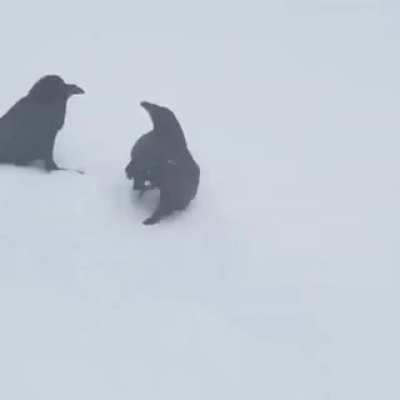 S&aacute;bado de C&oacute;rvidos en la nieve