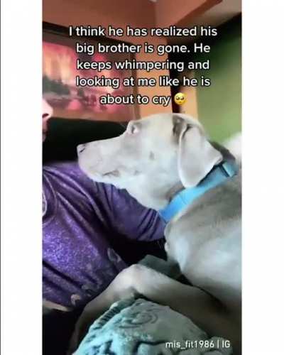 I&rsquo;ve never wanted to hug a dog more in my life