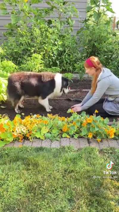 Gardening with your dog