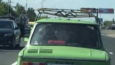 Cow in car