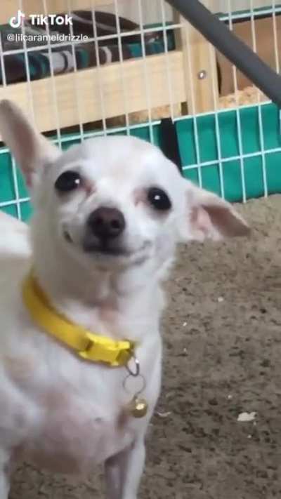 Derpy boi