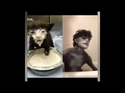 Cat