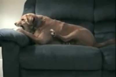 Dog thinks his leg is trying to steal his bone
