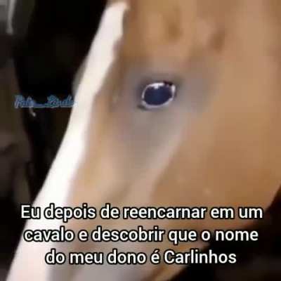 Eu_never