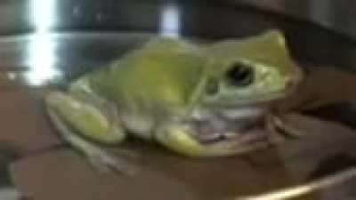 Phrog