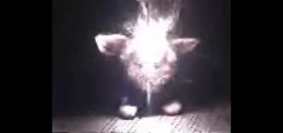 Cursed_furby