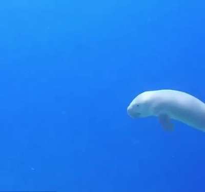 Divers encountering a juvenile dugong while exploring the Great Barrier Reef