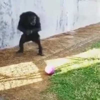 Monkey funny