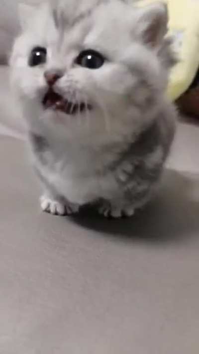 The smolest