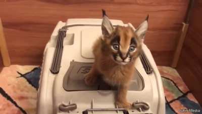 Cat Sounds Like a Lazer Beam