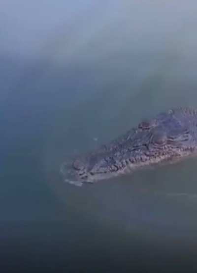 Gator fishin