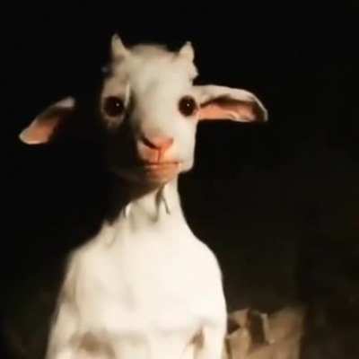 A standing goat
