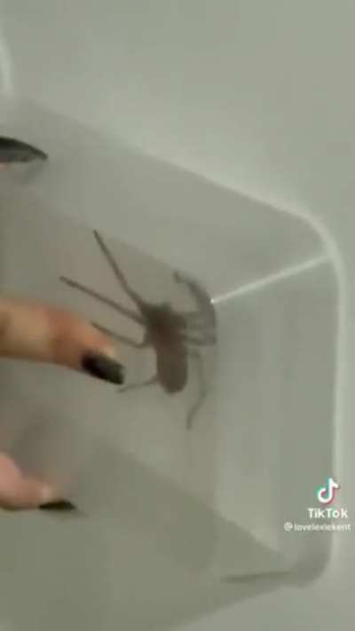 To catch the spider