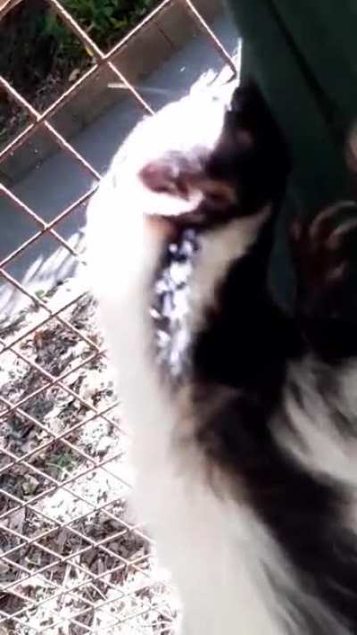 As a zookeeper, I get skunk cuddle time on a regular basis. I love it