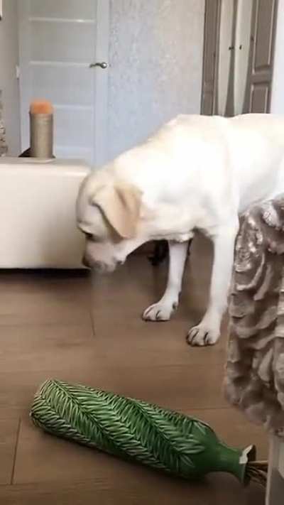 &ldquo;Run! Run! The dog did it&rdquo;