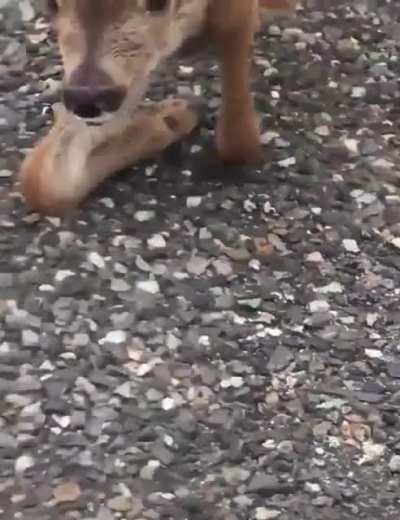 Baby Deer &amp;lt;3