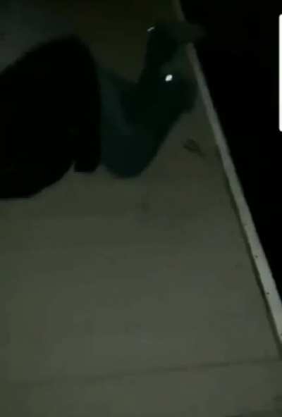 Stung by sting ray