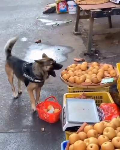 Service doggo makes a trip to the local market 🍎
