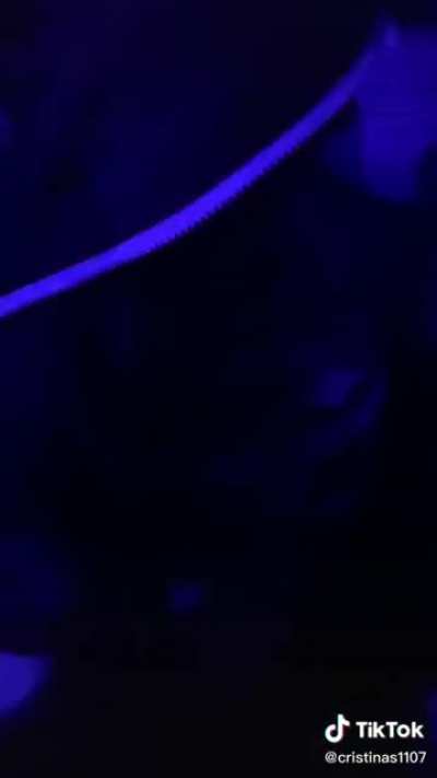 Club Sav