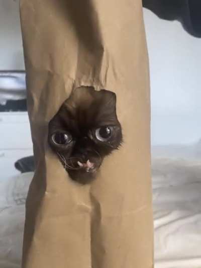 A little Yohji cat in the bag