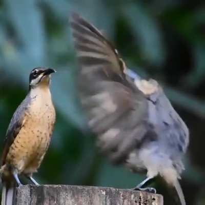 🔥 This male Victoria Rifle Bird (found in Queensland, Australia) trying to impress a female with his mating dance.