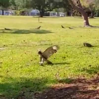 Tony the Hawk: Professional Skinkboarder