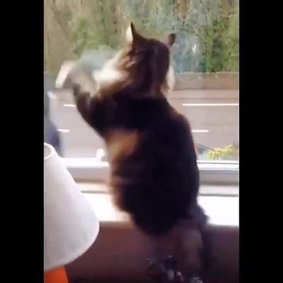 So cute and adorable cat, she is funny too 🐱🐾😻🐈&zwj;⬛