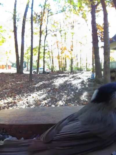 Chirruping Chickadee