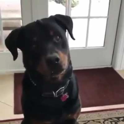 Rottweiler is not a fan of vegetables.
