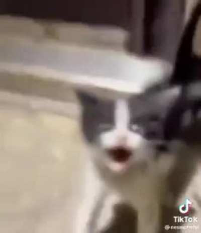 Que