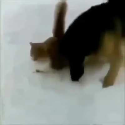 dog is helping the cat