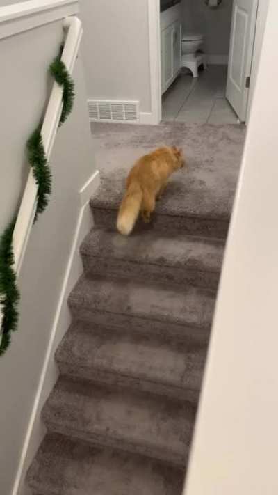 &ldquo;MmmmrrrrrrOAWWWWwww&rdquo; -Mango
