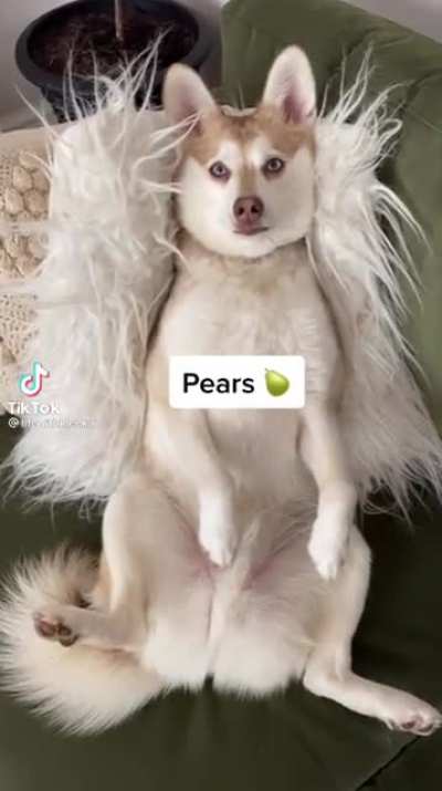 It&rsquo;s a husky so you know what happens