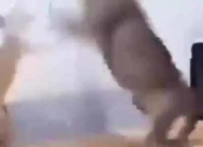 AYYYY MACARENA
