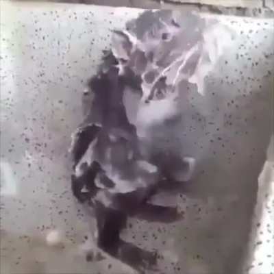 ratatoullie