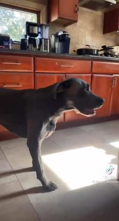 Dog gives warning