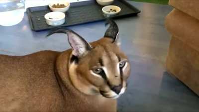 MAAU - Video #1685