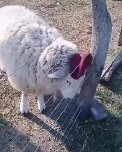 Óscar