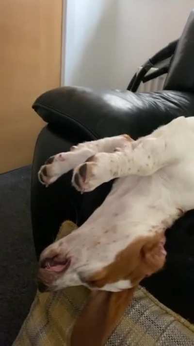 Back home after his 1st day at ‘Doggy Day Care’...