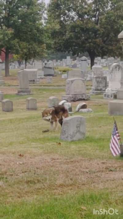 🐺 eating a 🐿️ at North Burial Ground 🪦 just now. There are two of them running around in here.