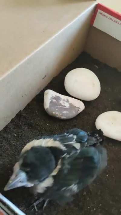 arkadaşlar bu yavru kuşu bah&ccedil;ede d&uuml;şm&uuml;ş olarak buldum yuvasını bulamadım eve getirdim sizce t&uuml;r&uuml; ne ve ne yer