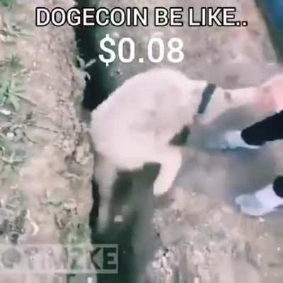 Welcome to the Doge Club. 😎