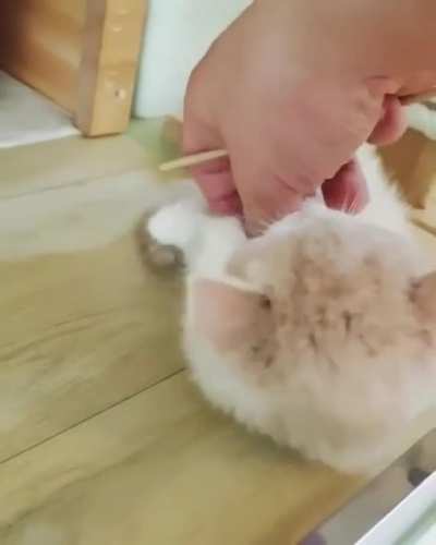 very smol belly
