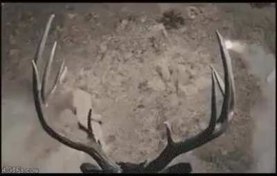 Blursed_deer