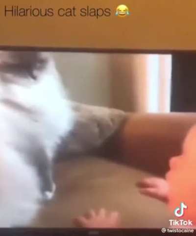 cats don't play