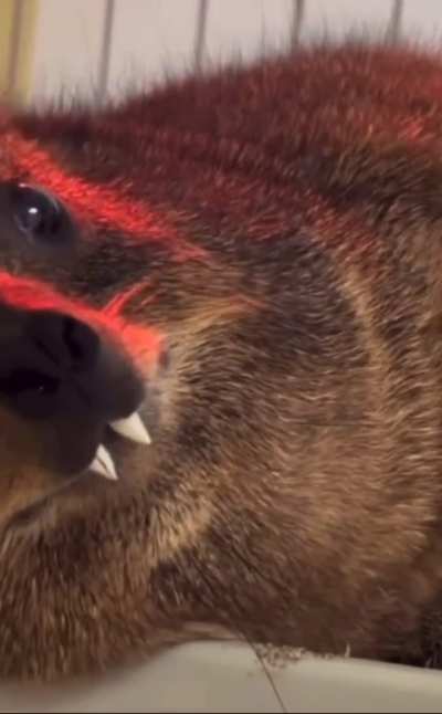 Teef